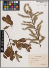 Foto von Salix cinerea L.